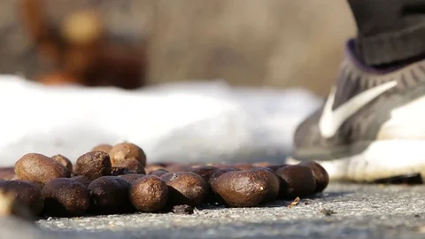 Close up of Moose Poop Stock Footage 79329264
