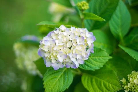 Close Up of Mophead Hydrangea Flower with Soft Green Background in Garden Stock-Fotos