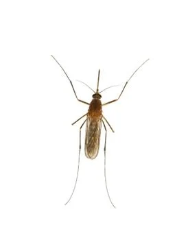 Close up of moquito isolated on the white Stock Photos