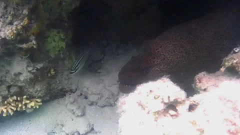 Close-Up of Moray Eel Head Emerging from Burrow Vídeos de archivo 343729225