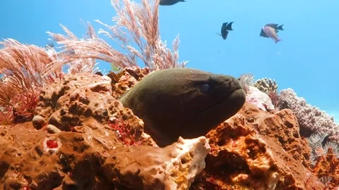 Close up of moray eel head poking out of coral Video stock 130235239