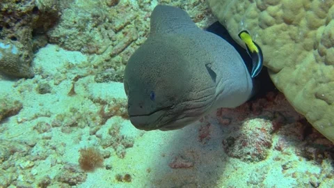 A close-up of moray eel hiding in corals on rocky seabed Stock Footage 319380333