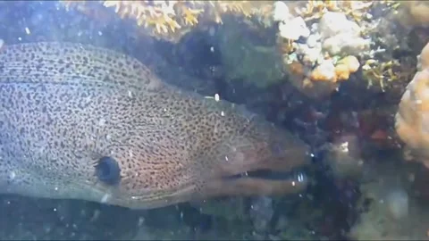 Close-Up of Moray Eel Opening Its Mouth Inside a Sea Cave, Marsa Alam, Egypt 库存影片 343317152