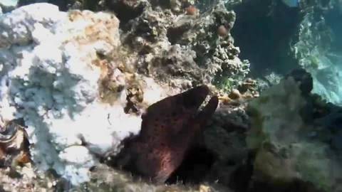  Close-Up of Moray Eel Opening Its Mouth Inside a Sea Cave, Marsa Alam, Egypt Stock-Footage 343317663