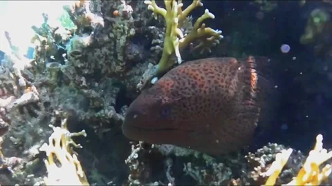  Close-Up of Moray Eel Opening Its Mouth Inside a Sea Cave, Marsa Alam, Egypt 스톡 동영상 343317677