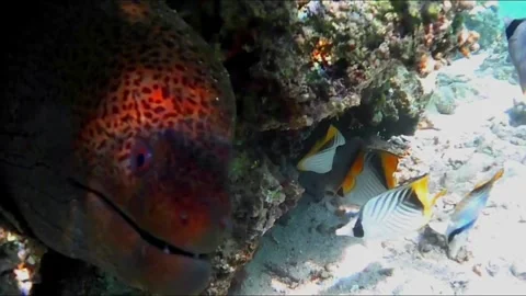 Close-Up of Moray Eel Opening Its Mouth Inside a Sea Cave, Marsa Alam, Egypt Stock-Footage 343317939