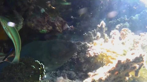  Close-Up of Moray Eel Opening Its Mouth Inside a Sea Cave, Marsa Alam, Egypt Vídeo Stock 343318357
