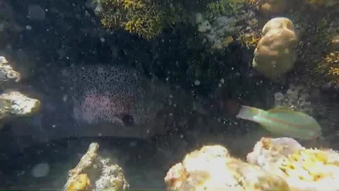  Close-Up of Moray Eel Opening Its Mouth Inside a Sea Cave, Marsa Alam, Egypt Vídeos de archivo 343318463