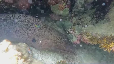 Close-Up of Moray Eel Opening Its Mouth Inside a Sea Cave, Marsa Alam, Egypt 스톡 동영상 343319405