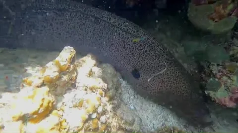 Close-Up of Moray Eel Opening Its Mouth Inside a Sea Cave, Marsa Alam, Egypt 動画素材 343319422