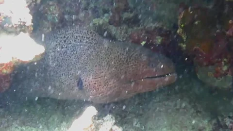 Close-Up of Moray Eel Opening Its Mouth Inside a Sea Cave, Marsa Alam, Egypt 動画素材 343727553