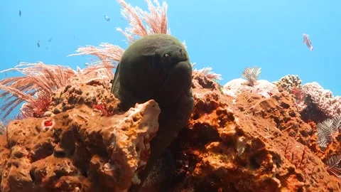 Close up of a moray eel poking its head out the top of a reef Stock Footage 130235165