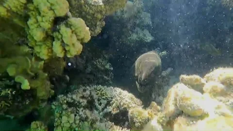 Close-Up of Moray Eel Resting Inside an Underwater Cave, Marsa Alam, Egypt Vídeos de archivo 343319080