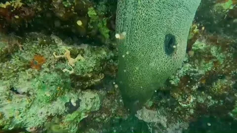 Close-Up of Moray Eel Resting Inside an Underwater Cave, Marsa Alam, Egypt 스톡 동영상 343319089