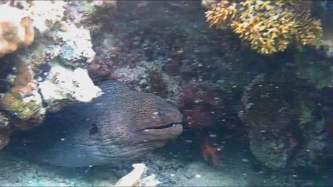  Close-Up of Moray Eel Showing Its Teeth Inside an Underwater Cave, Marsa Alam,  Vidéo 343310744