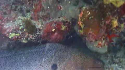  Close-Up of Moray Eel Showing Its Teeth Inside an Underwater Cave, Marsa Alam,  Stockbeeldmateriaal 343312281