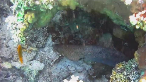  Close-Up of Moray Eel Showing Its Teeth Inside an Underwater Cave, Marsa Alam,  Video stock 343312338