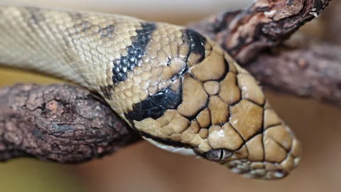 Close-up of a Morelia amethistina snake on a tree branch showing intricate Stock Footage 292979734