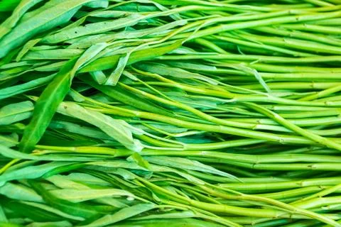 Close up Moring glory, green vegetable Stock Photos