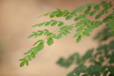 Close up Moringa leafs, trees, farm, nutrition, diet Stock Photos