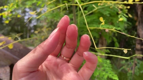 Close-up of moringa leaves showing curling and yellowing. Stock Footage 328344366