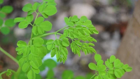 Close up of Moringa leaves on a tree that are green and fresh 库存影片 293296251