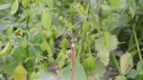 Close up of moringa leaves on a tree 스톡 동영상 258417860