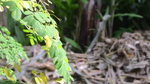 Close up of moringa leaves on a tree 스톡 동영상 282771221