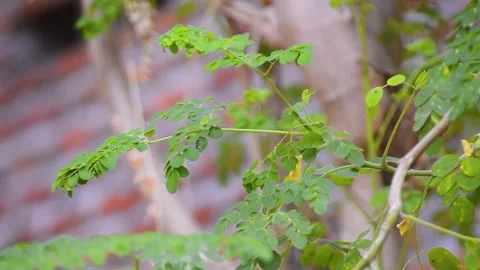 Close up of moringa leaves on a tree 스톡 동영상 292280946