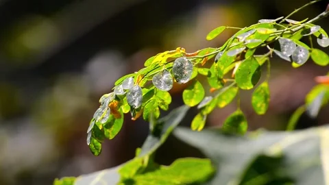 Close up of moringa leaves on a tree 스톡 동영상 292282436