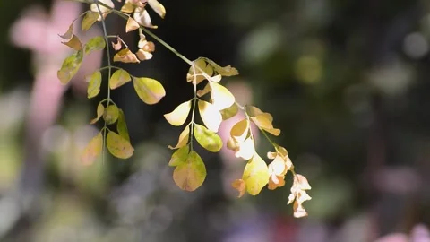 Close up of moringa leaves on a tree Video stock 292869447