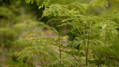 Close up of moringa plant wind blowing slow motion, agriculture, nutrition Stock Footage 128024585