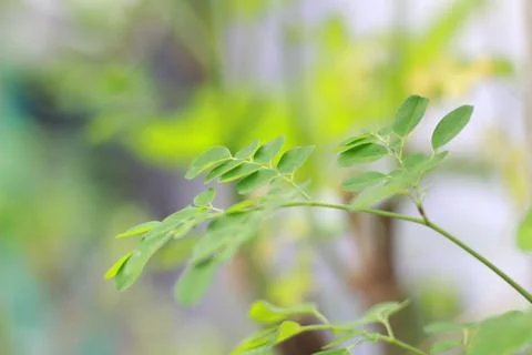 A close up of the Moringa tree plant Stock Photos