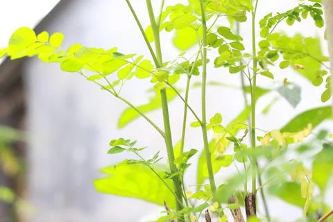 A close up of the Moringa tree plant Stock Photos