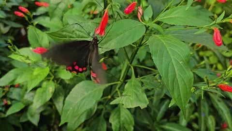 Close up of a mormon butterfly  Stock Footage 252647060