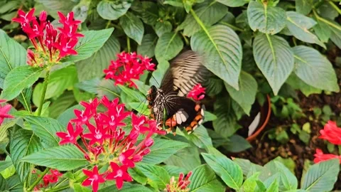 Close up of a mormon butterfly  Stock Footage 261404238