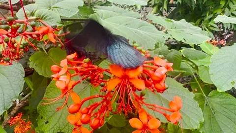 Close up of a  mormon butterfly Stock Footage 266683433