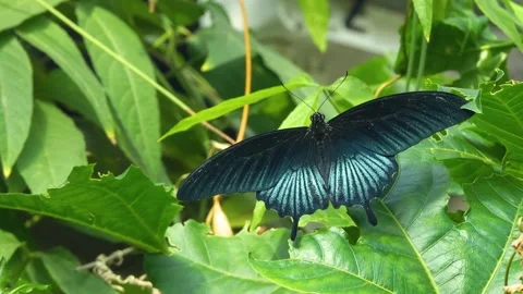 Close up of a mormon butterfly Stock Footage 270479626