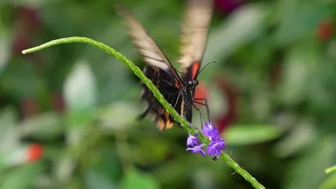 Close up of a mormon butterfly Stock Footage 272336620