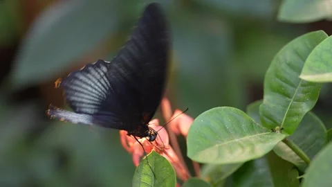 Close up of a mormon butterfly Stock Footage 294904207