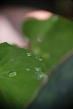Close up of morning dew drop on leaf with selective focus. Stock Photos