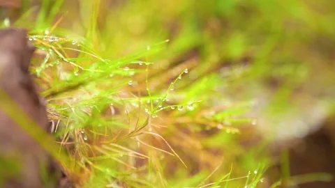 Close up of morning dew drops on fresh green grass blades in soft light Stock Footage 341960647