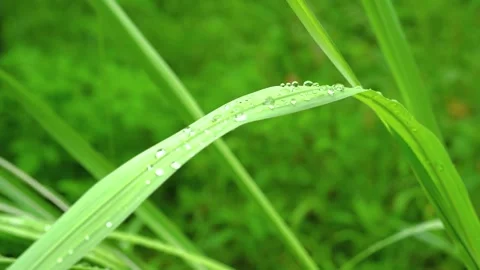 Close up of morning dew drops on fresh green grass blades in summer Stock Footage 341996326