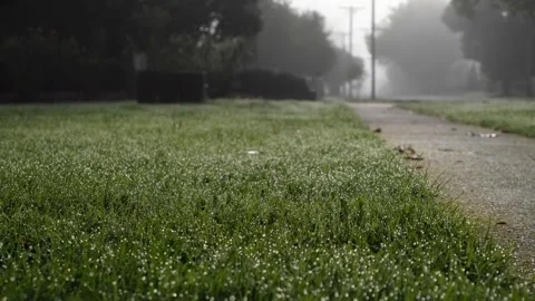 Close up of morning dew or tiny water drops clinging to the blades of grass Stock Footage 240480882