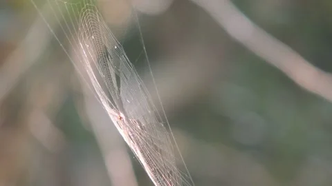 Close up morning dew on spiderweb cobweb spider net sway on natural background Stock Footage 136890124