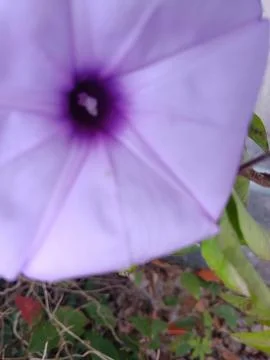 Close-up of morning glory Stock Photos