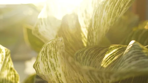 CLOSE UP Morning sun rays shine through beautiful leafage of Philodendron Birkin Stock Footage 231995323