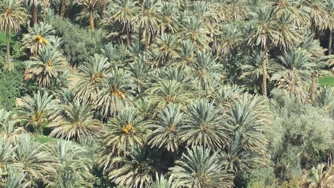 Close up of a Moroccan palmeraie Stockbeeldmateriaal 111237584