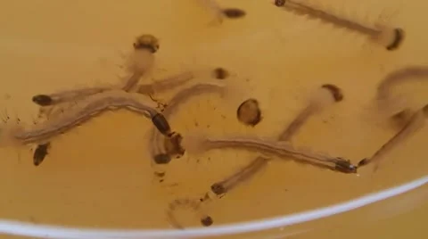 Close up of mosquito larva Stock Footage 40890353