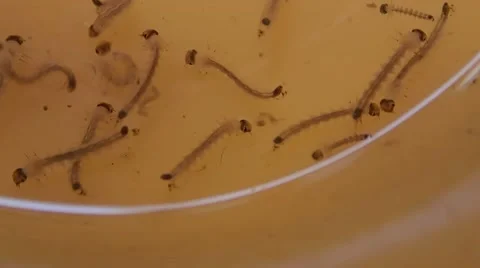 Close up of mosquito larva Stock Footage 40890373